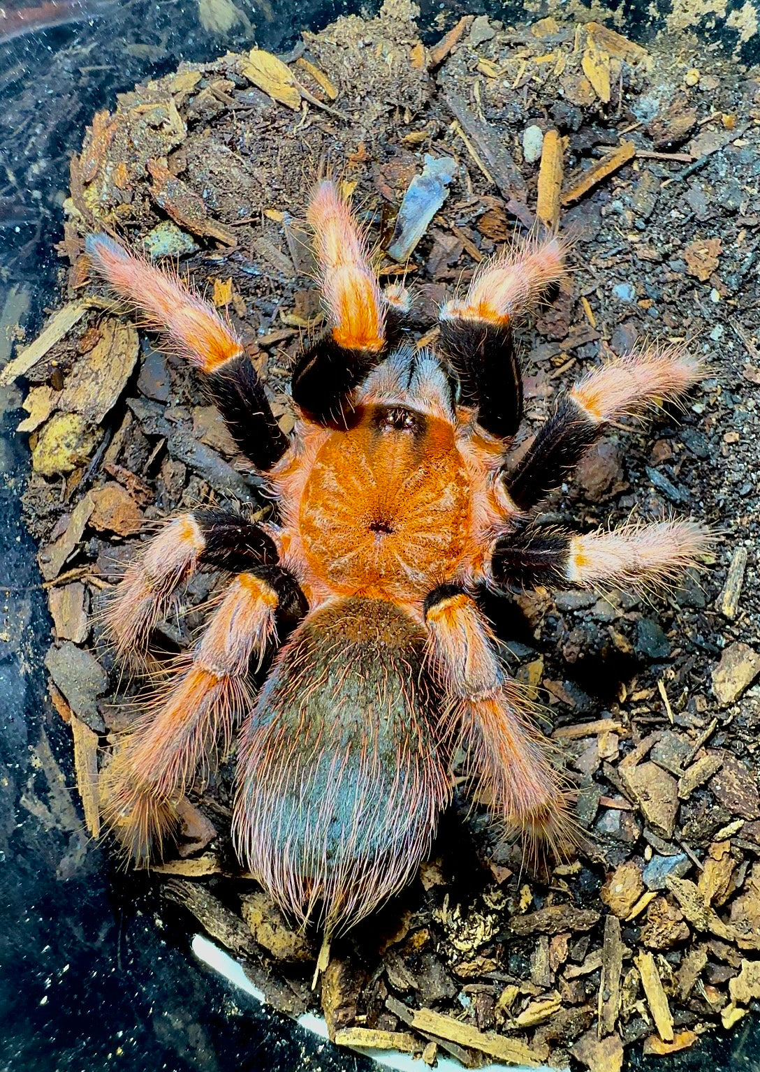 Sericolpelma sp. Santa Catalina tarantula adult female close up