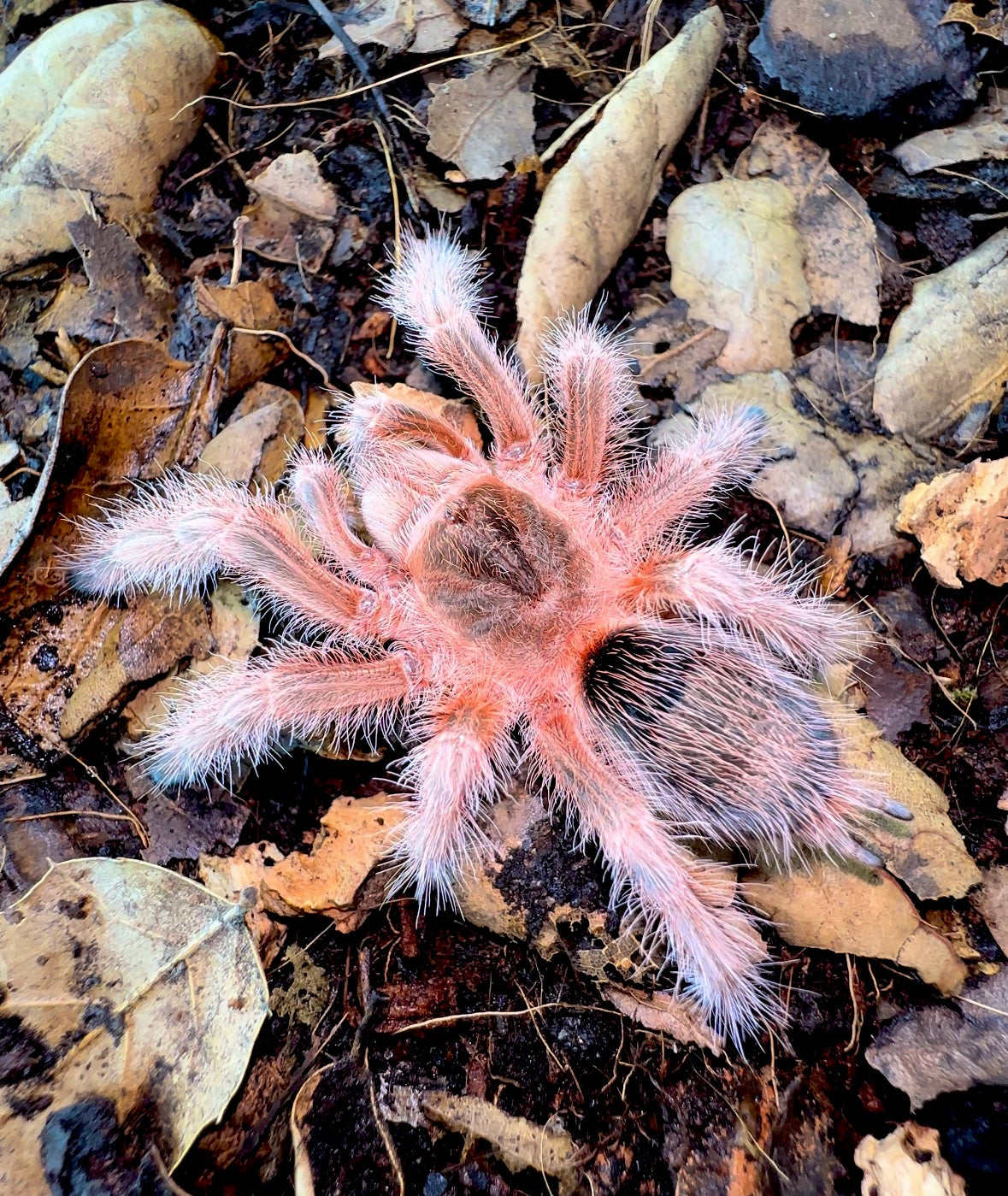 Grammostola conception tarantula on leaf litter