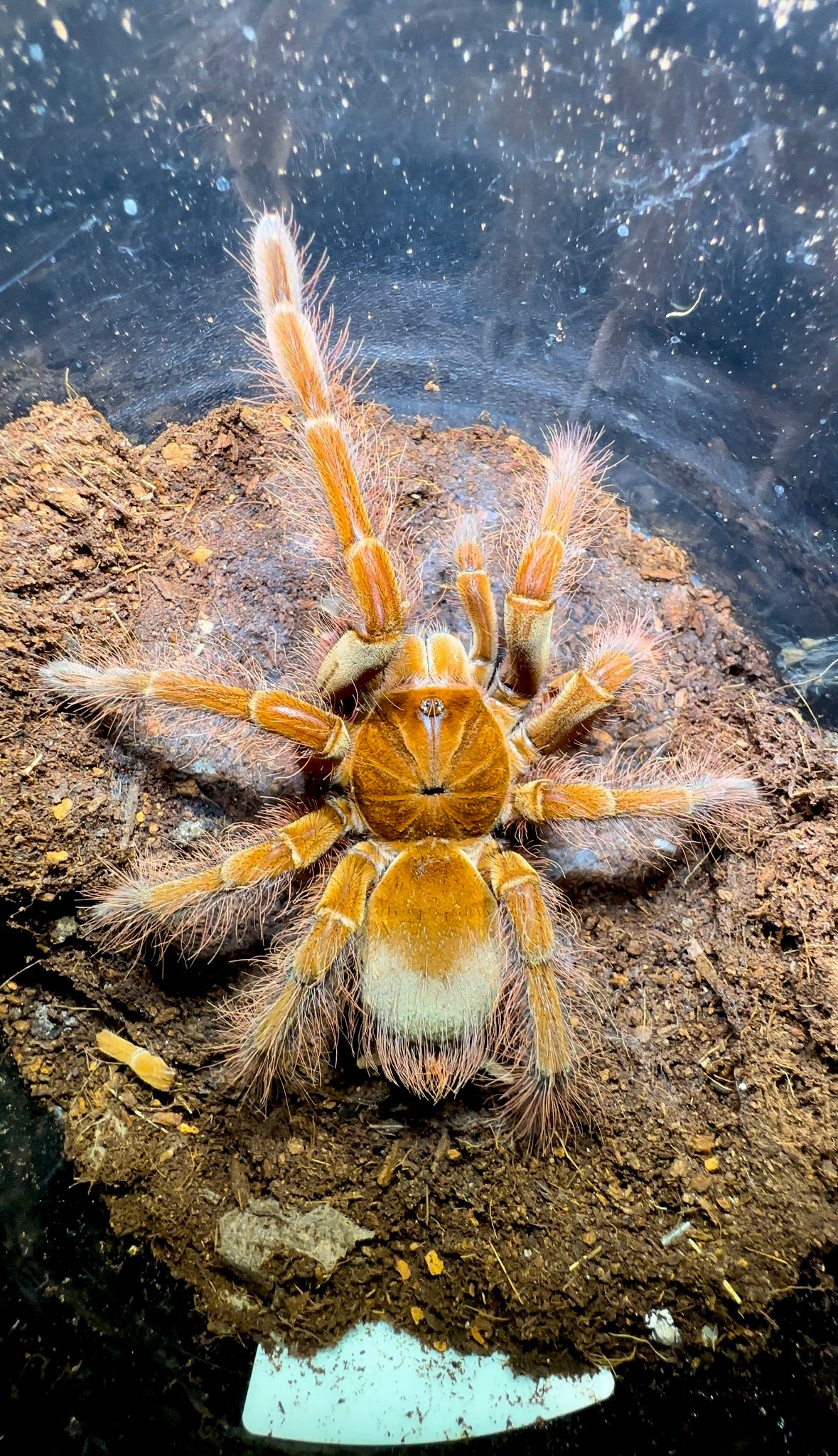 Goliath bird eater tarantula on substrate Theraphosa blondi