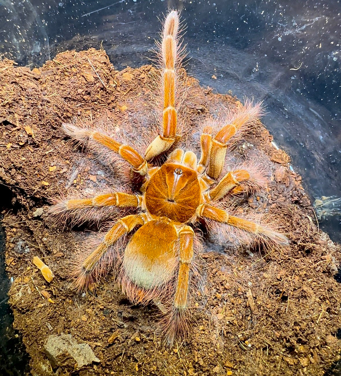 Theraphosa blondi back side! Largest tarantula in the world