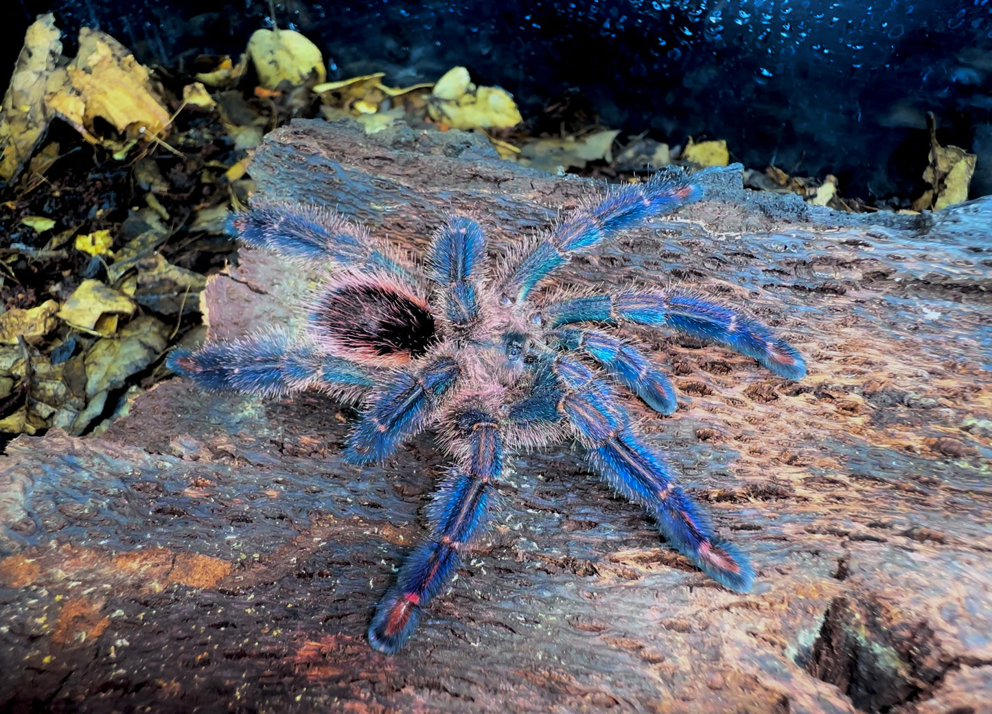 Adult Female Ybyrapora divercipes - Amazon Sapphire PinkToe Tarantula