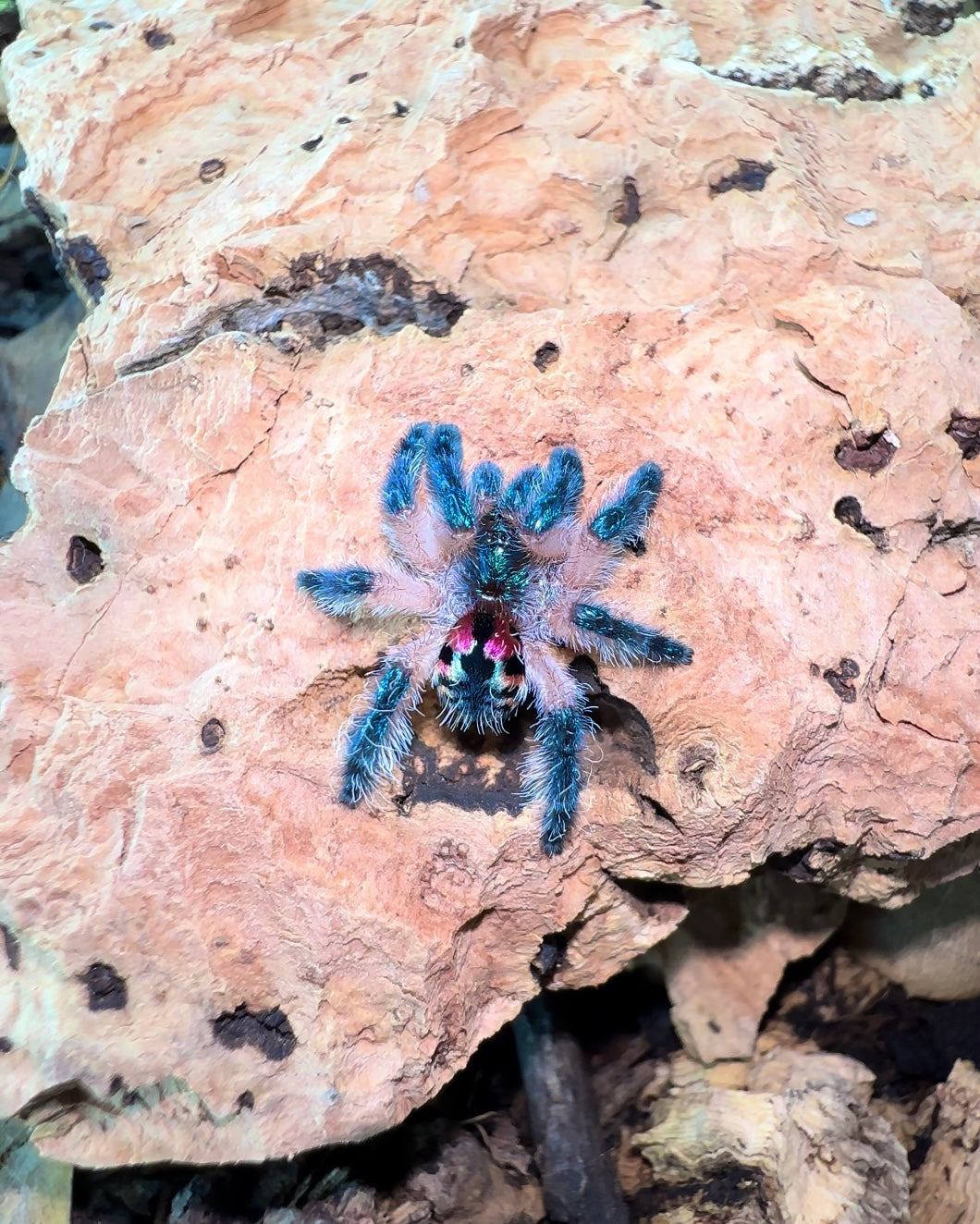 Brazilian Jewel Tarantula - Typhochlaena seladonia - For Sale! - In Stock