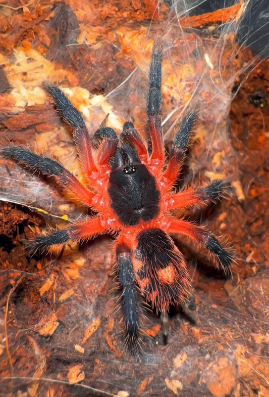 Davus sp. Panama juvenile female close up