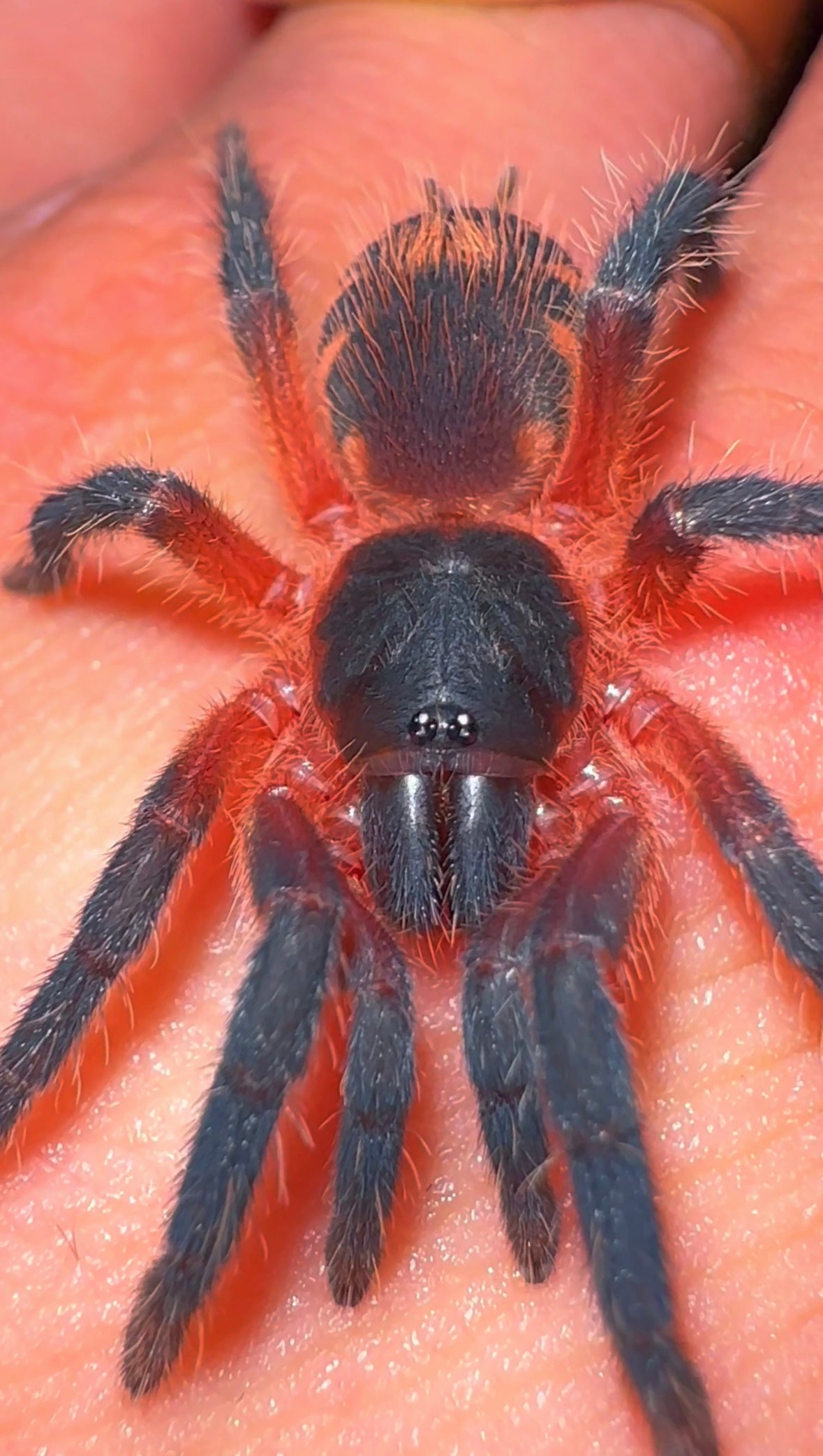Lava Spider - Davus sp. Panama Cute Tarantula close up on hand