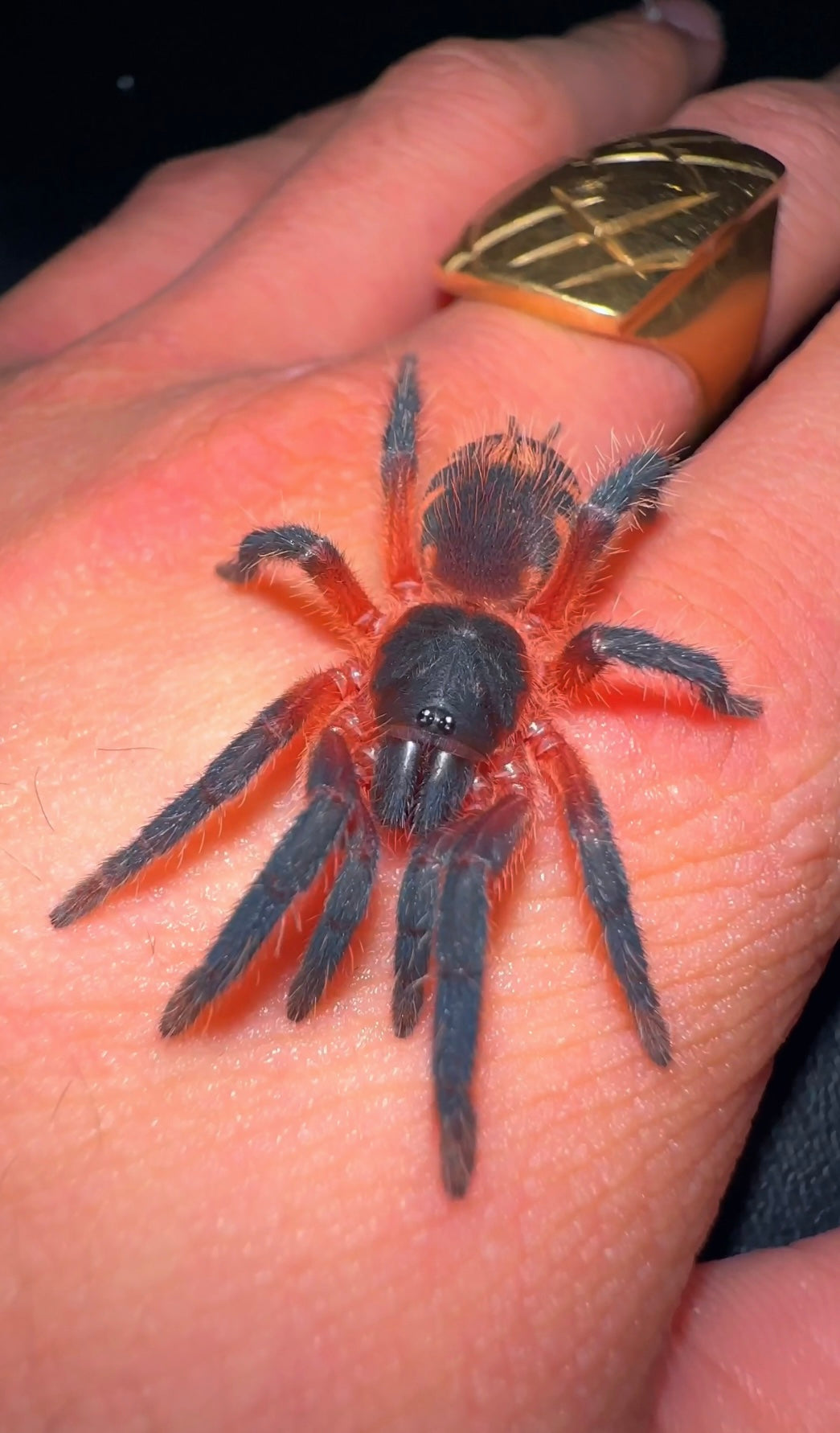 Lava Spider Tarantula on hand