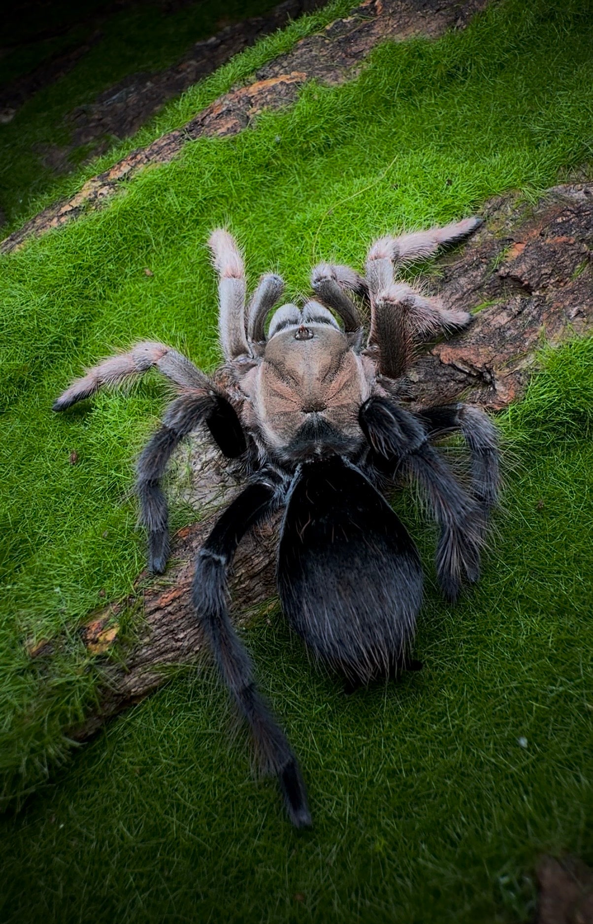 Aphonopelma sp. Diamond Back – Mexican Black & Blonde - Sub-Adult Female For Sale!