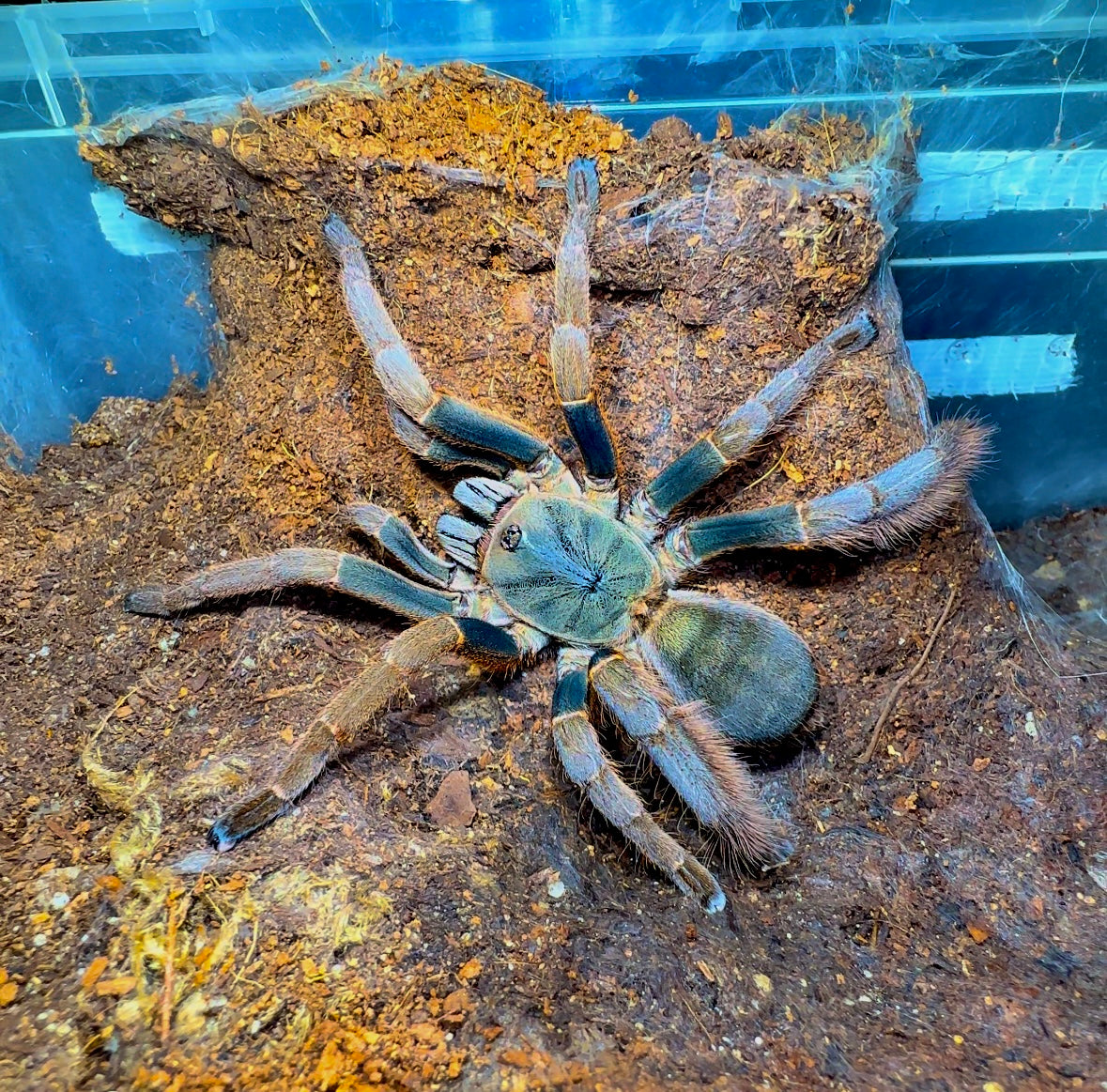 Orithoctinae sp. Vendula Lichen Green Earth Tiger tarantula Adult Female full size