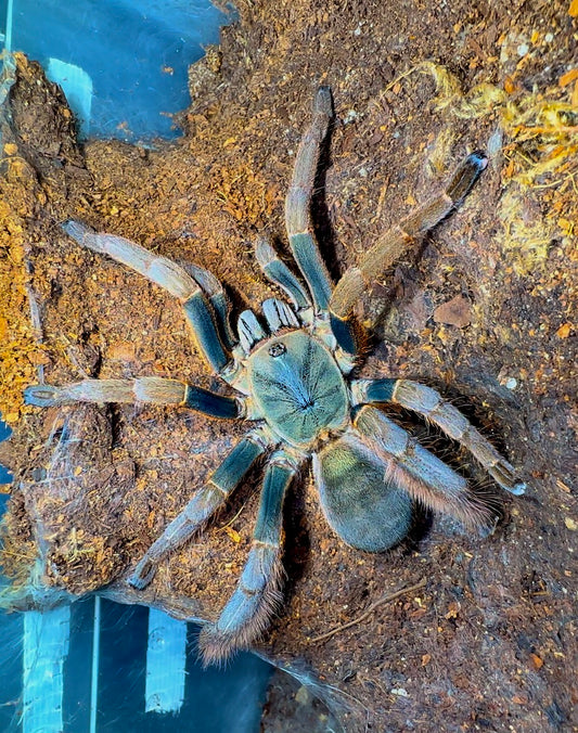 Orithoctinae sp. Vendula Lichen Green Earth Tiger Adult Female front side