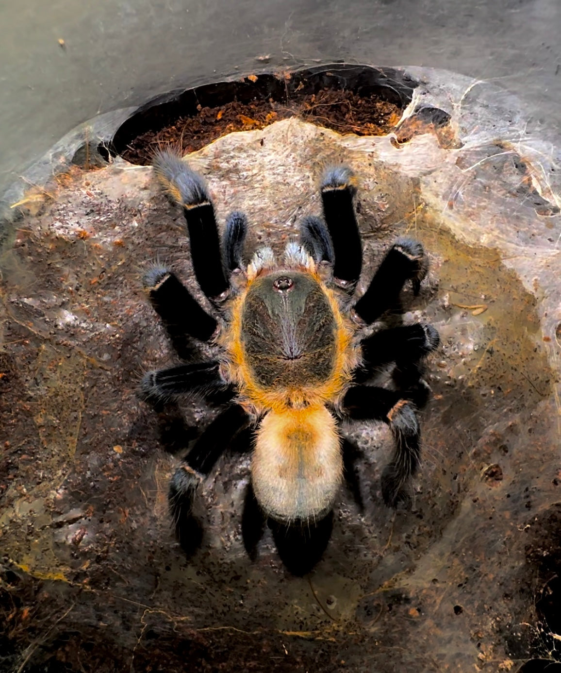 Orithoctonus aureotibialis Tarantula back side close up
