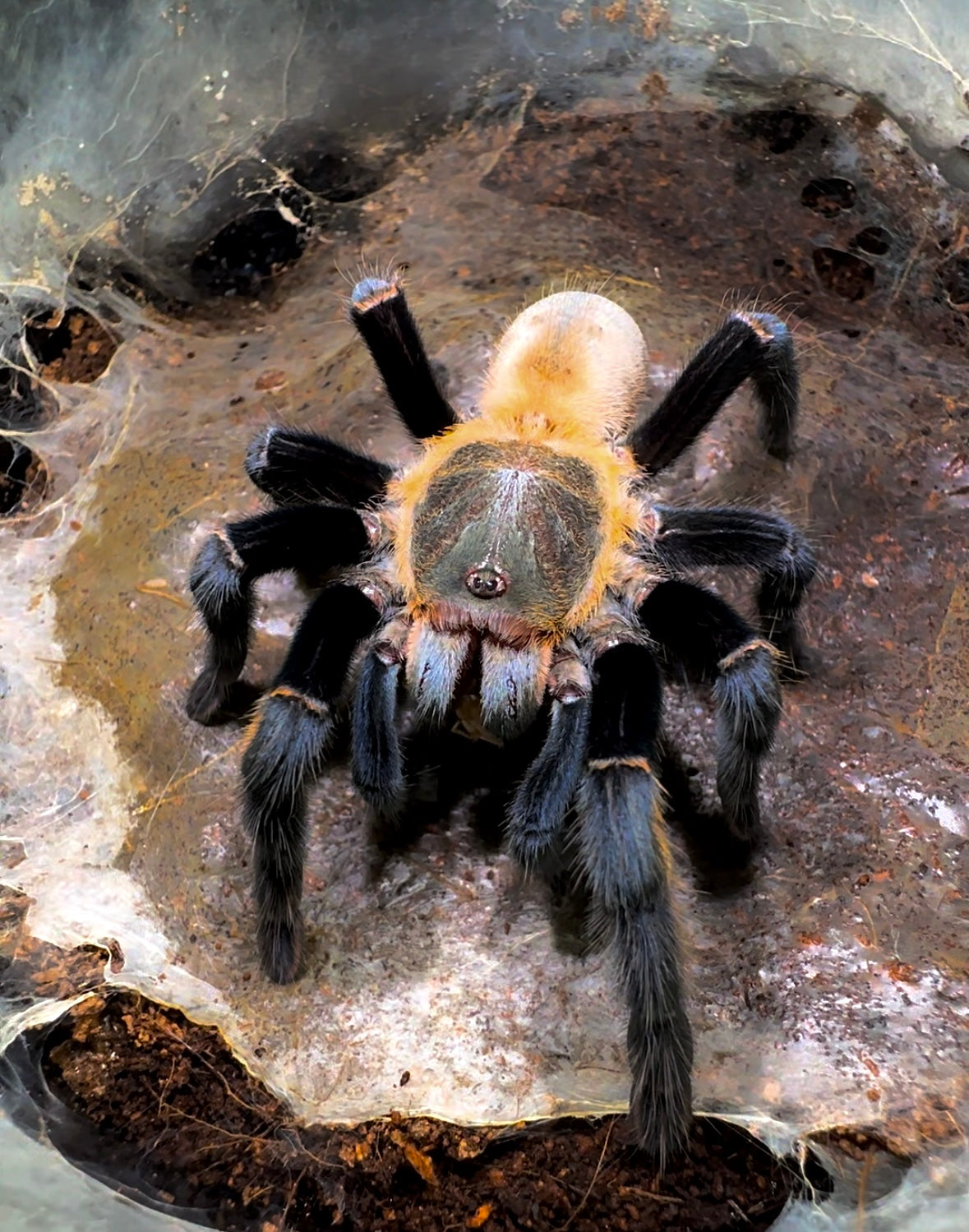 Thailand golden fringe tarantula eating dubia roach