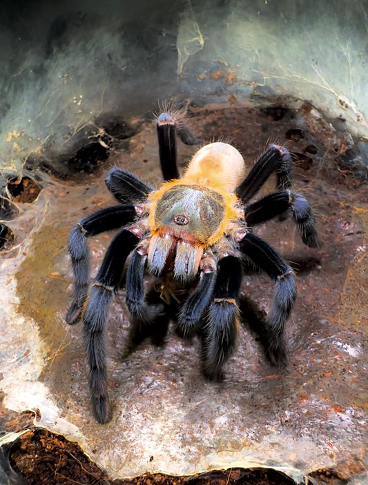 Orithoctonus aureotibialis Tarantula close up front side
