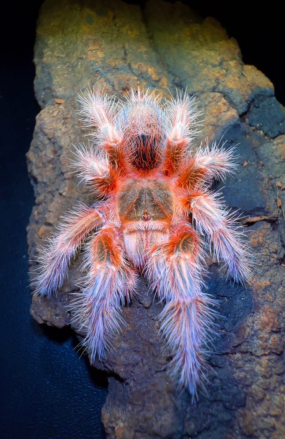 Grammostola sp. conception tarantula on cork bark front side