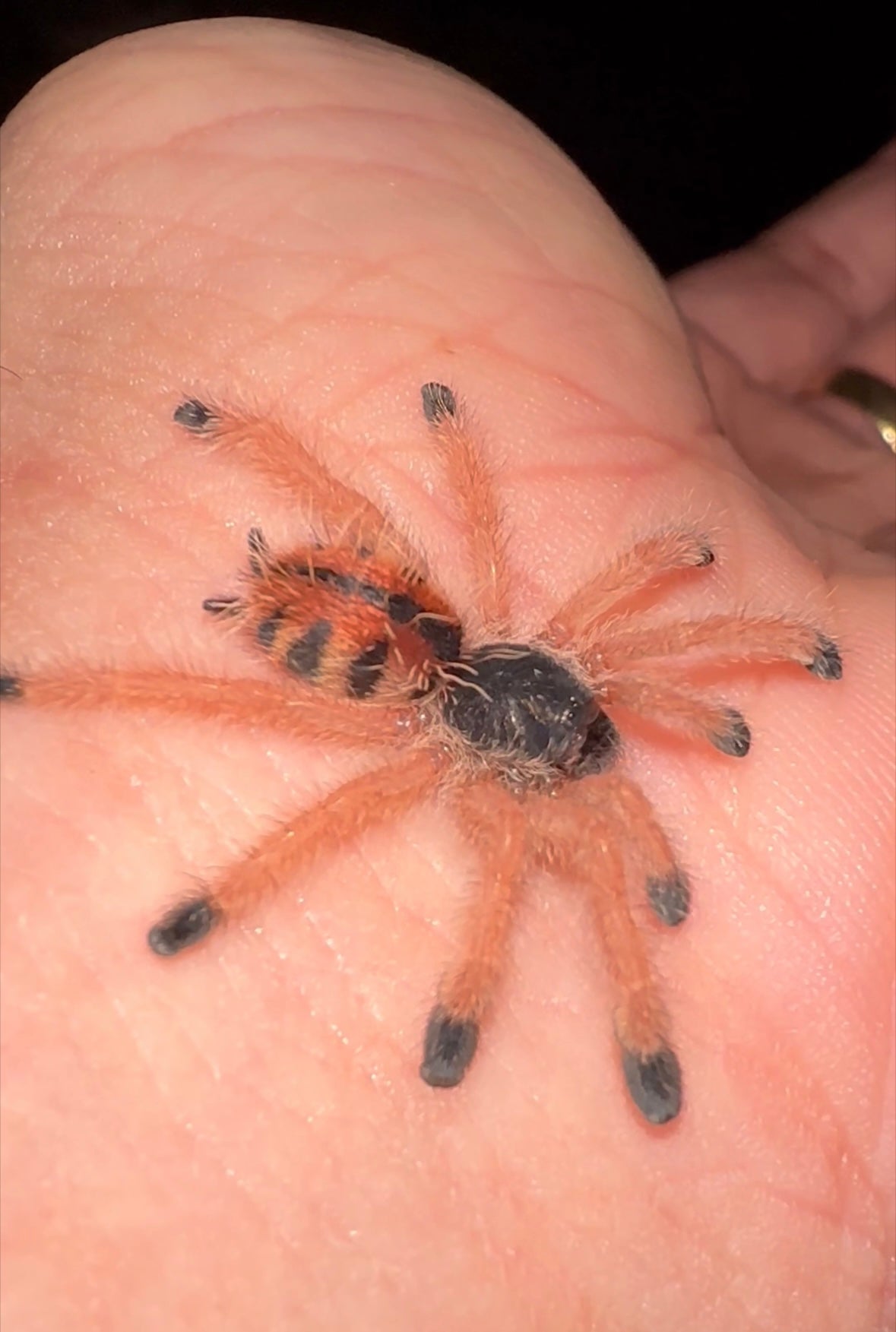 Baby Goliath pink toe tarantula on hand