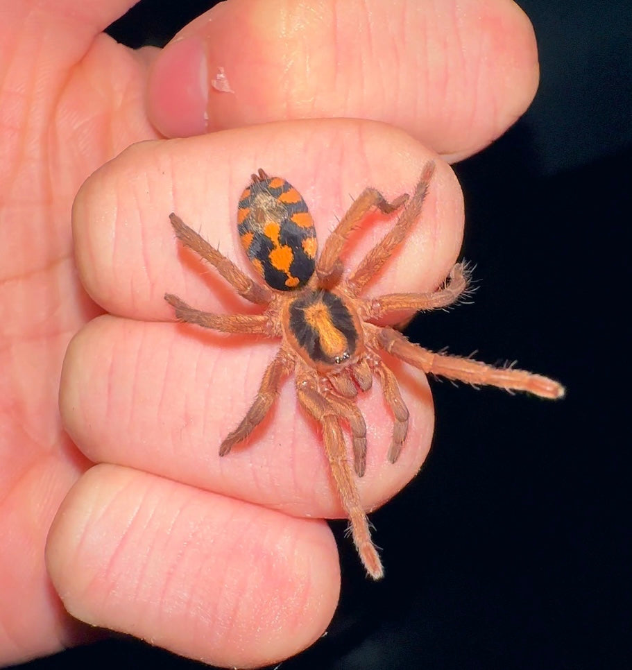 Hapalopus formosus - Pumpkin Patch LRG - Young Adult Female!