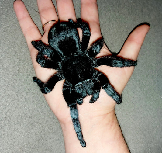 Grammostola pulchra - Brazilian Black Tarantula after a fresh molt