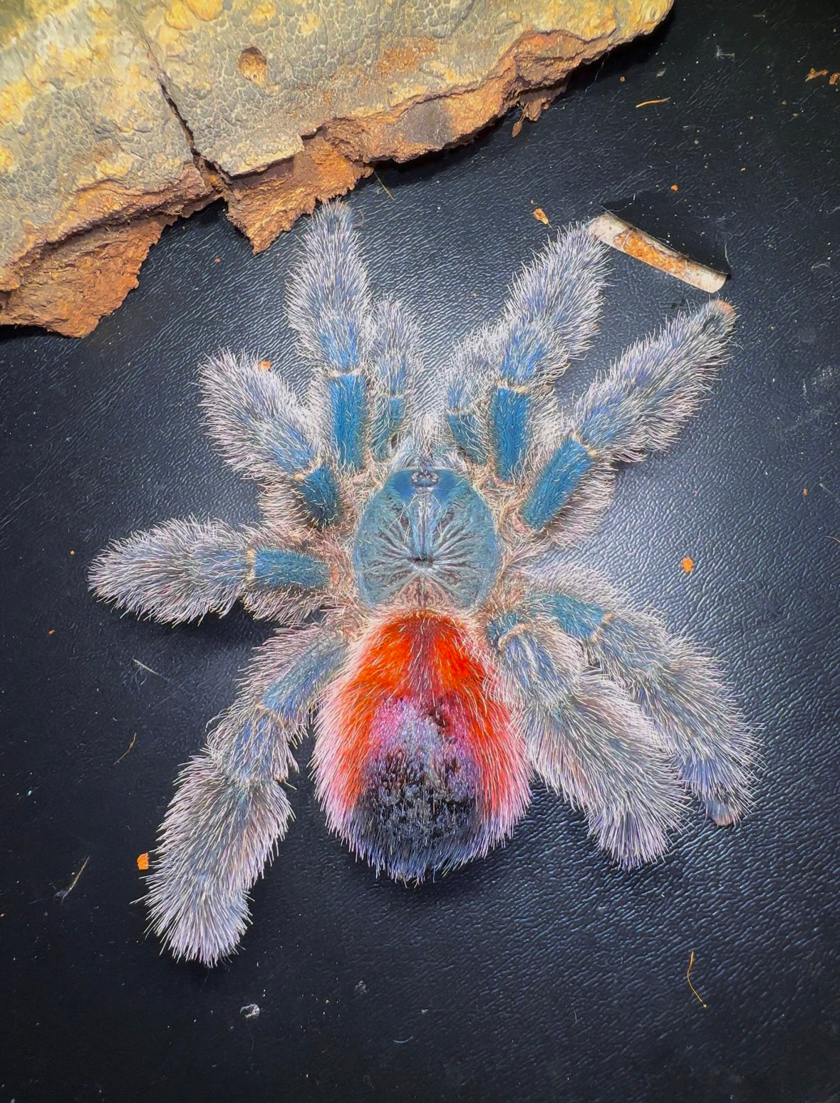 Avicularia variegata Tarantula - Adult female full grown