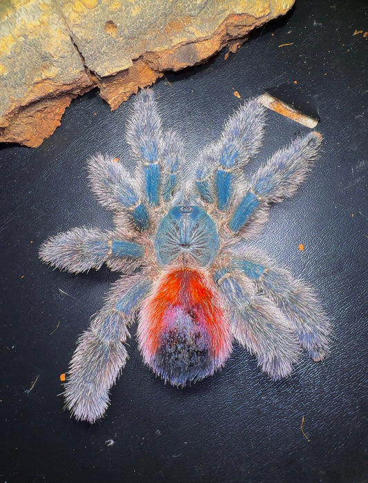 Avicularia variegata Tarantula - Adult female full grown