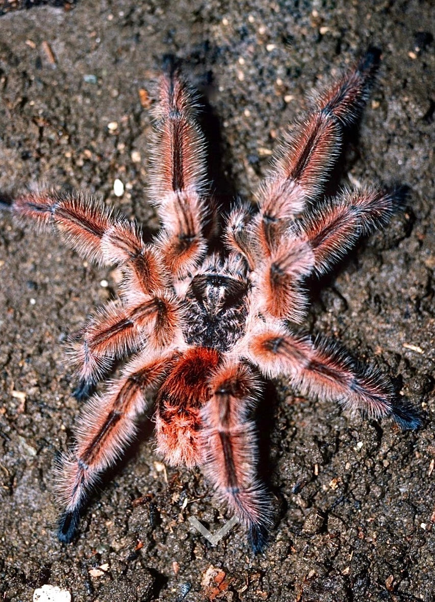 Phrixotrichus Scrofa Adult female in the wild