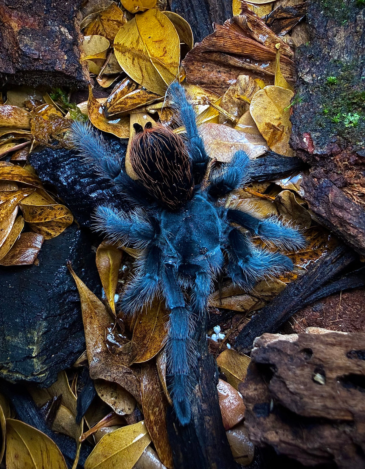 Aphonopelma Marxi (Sky Island C.F.) - The American Blue Fuego - For sale