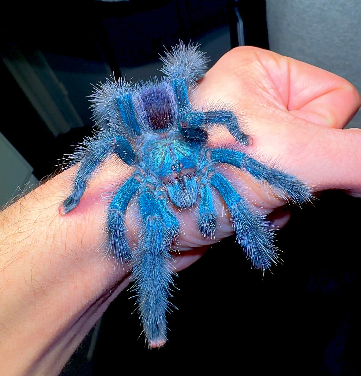 Avicularia geroldi Adult female tarantula on hand