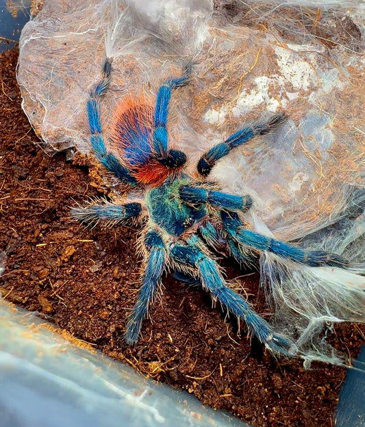 Blue Tarantula Brazilian Blue Dwarf Beauty  Full grown Adult Female!