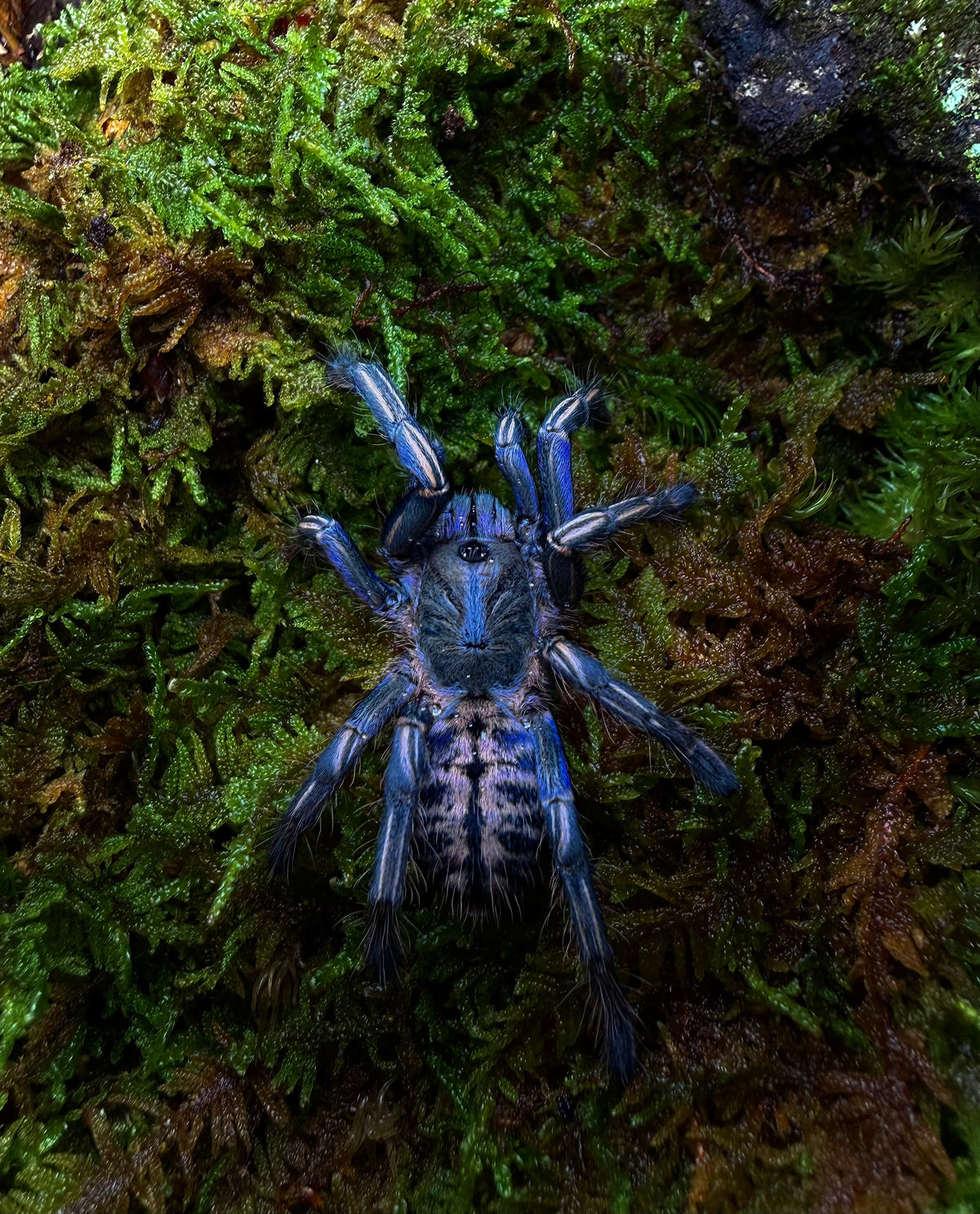 Melopoeus albostriatus – Thai Purple Zebra Tarantula - For Sale!