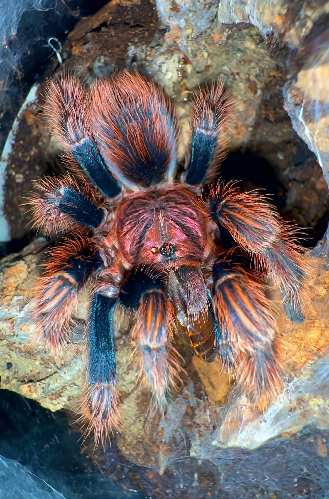 Adult female Mexican pulp fiction tarantula eating a lobster roach