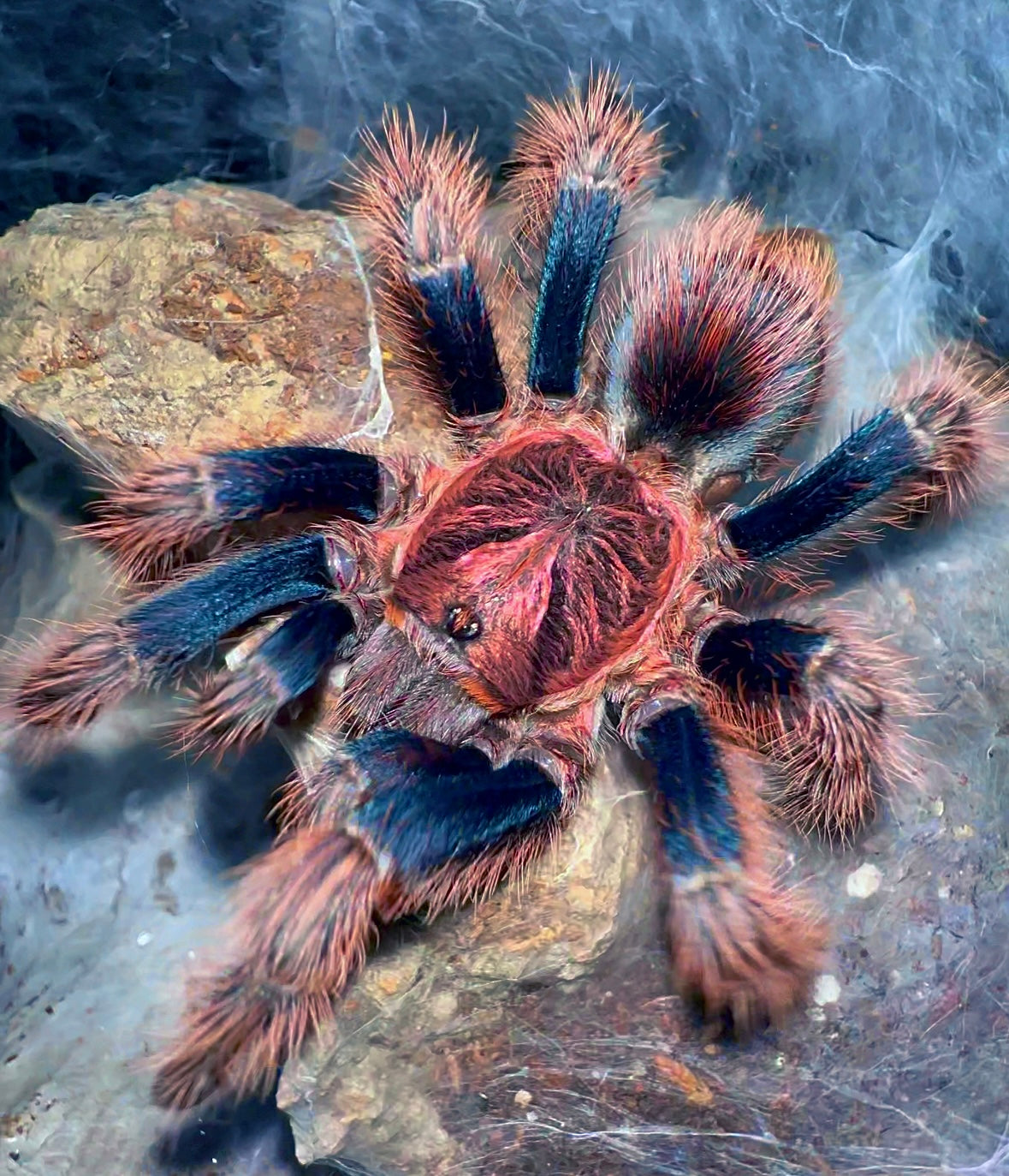 Bonnetina Chamala - Pulp Fiction tarantula female in her enclosure RARE