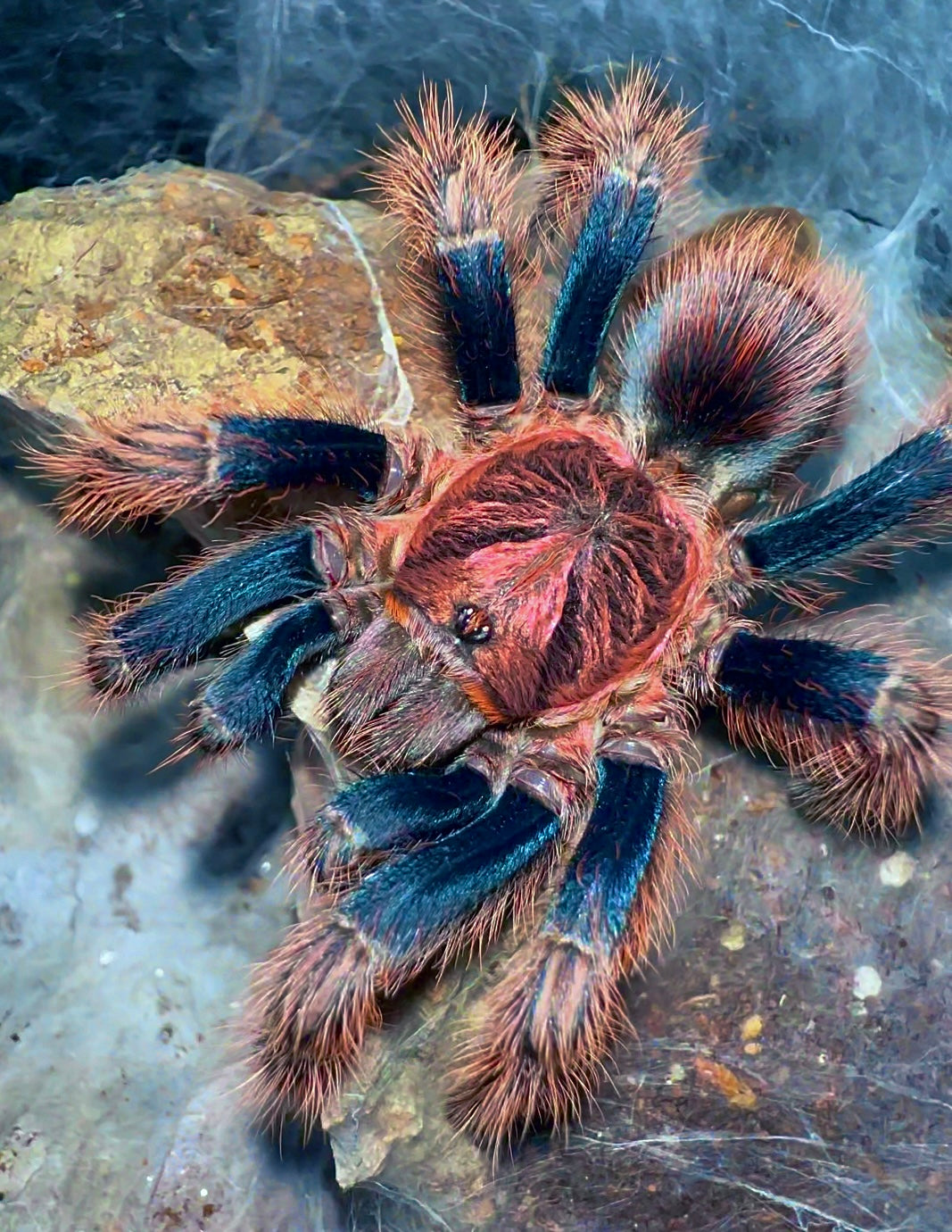 Bonnetina Chamala full grown adult female tarantula