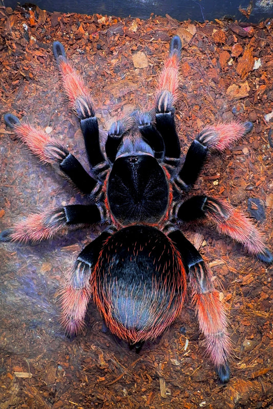 Brachypelma klassi Adult Female Tarantula for sale