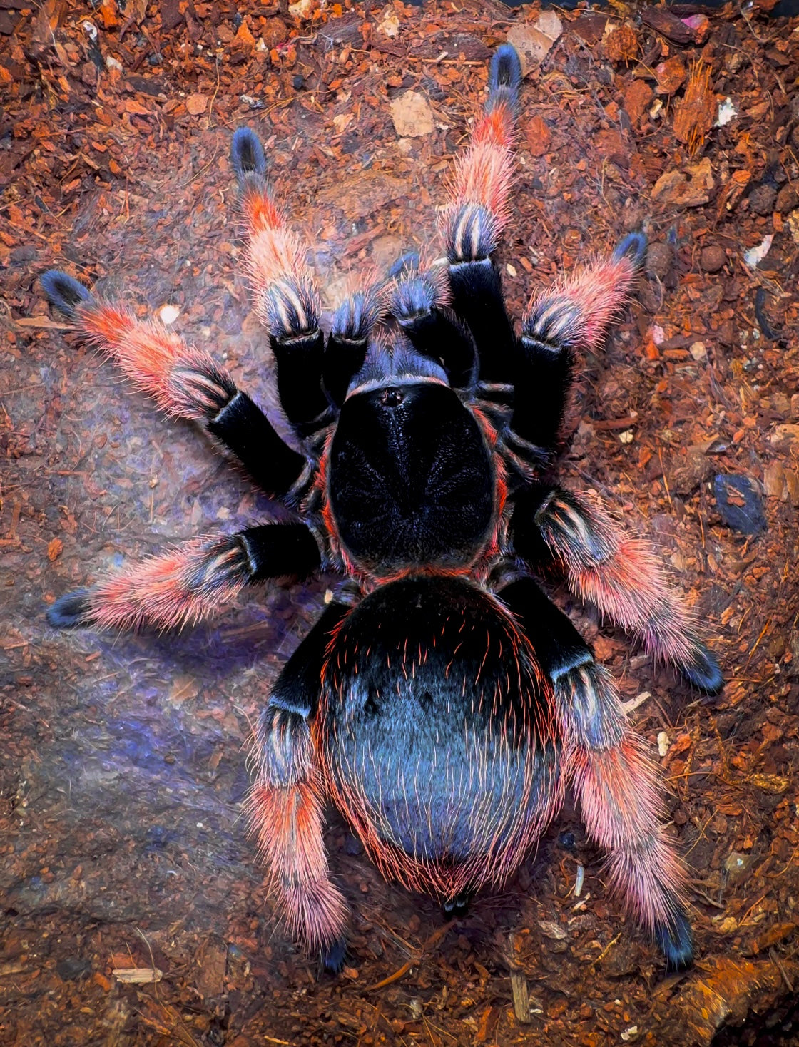 Mexican Pink leg Tarantula (Brachypelma klassi) full grown adult female on substrate