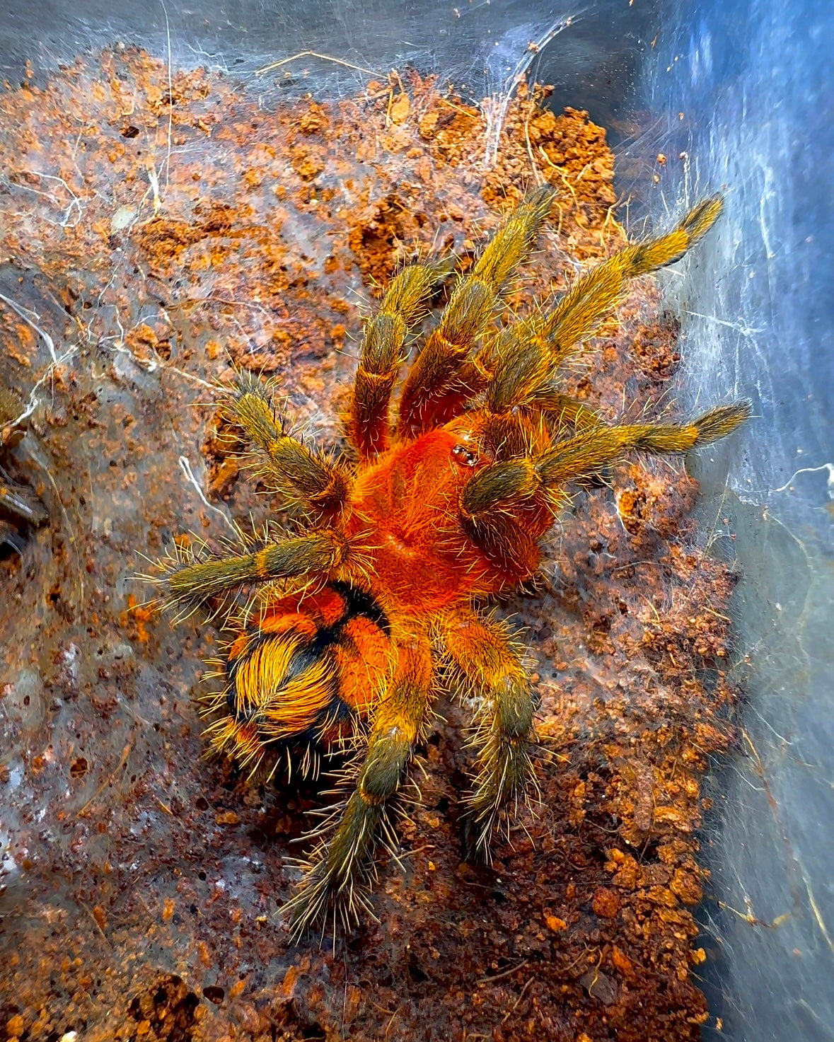 Theraphosidae sp. Mishana (Peruvian Firecracker Tarantula) juvenile front side