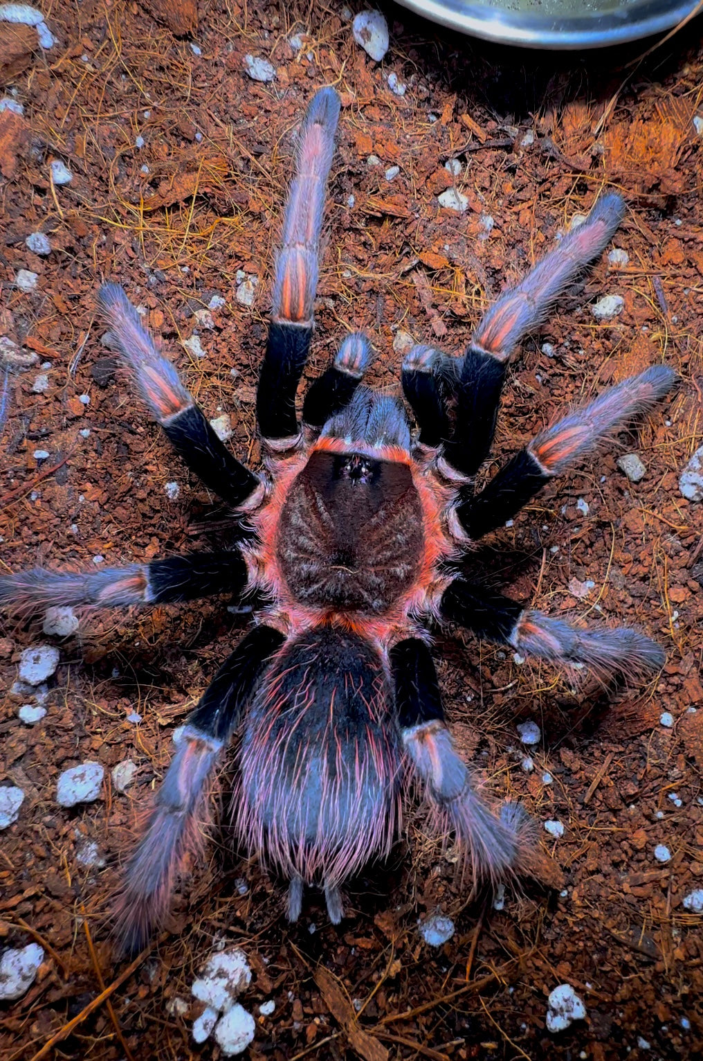 Sericolpelma sp. Santa Catalina 4.5 inch female front side