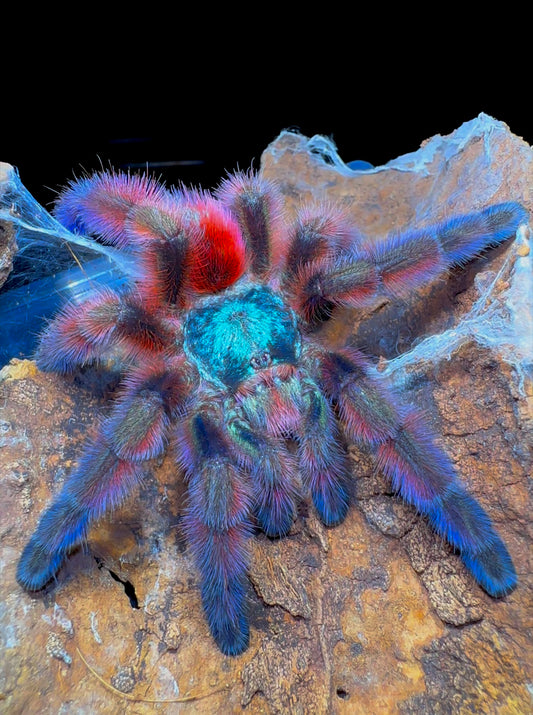 Caribena versicolor high purple color form adult female tarantula