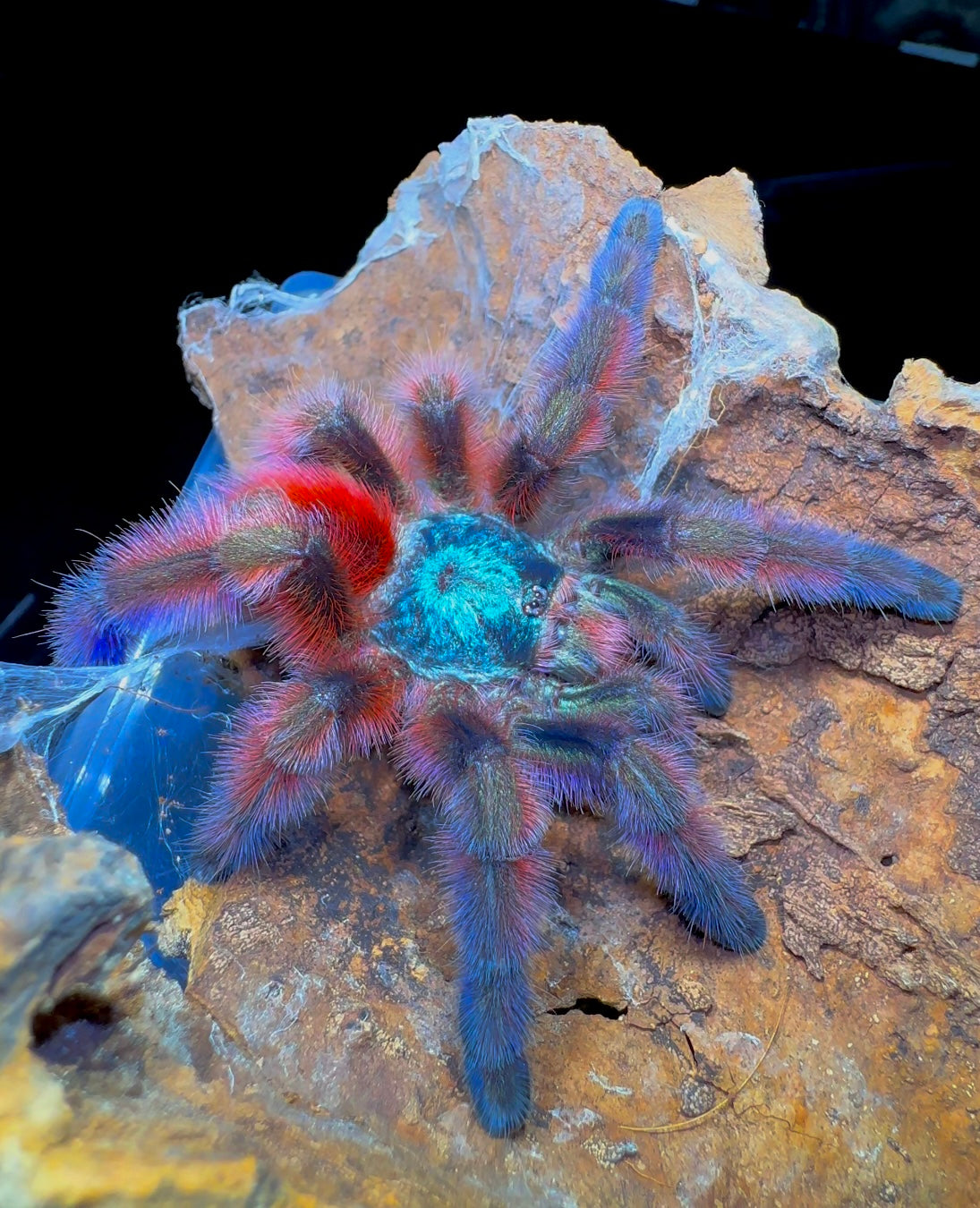 High purple color form Caribena versicolor detail close up