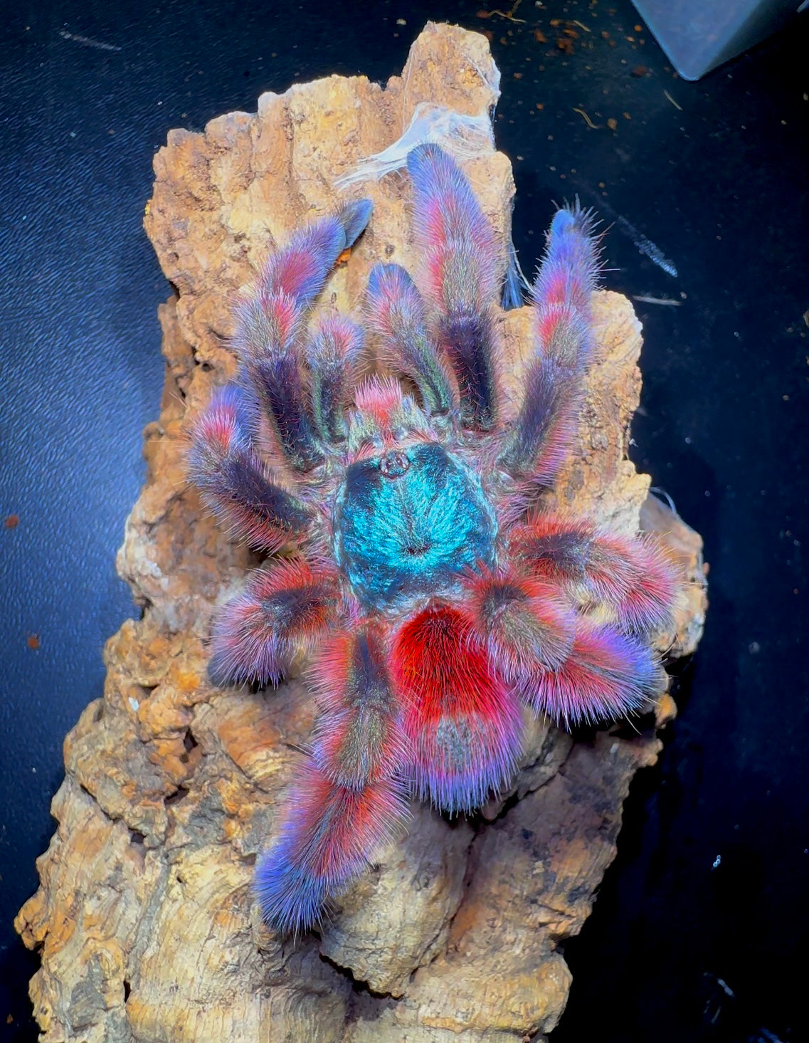 Antilles pink toe tarantula on cork bark