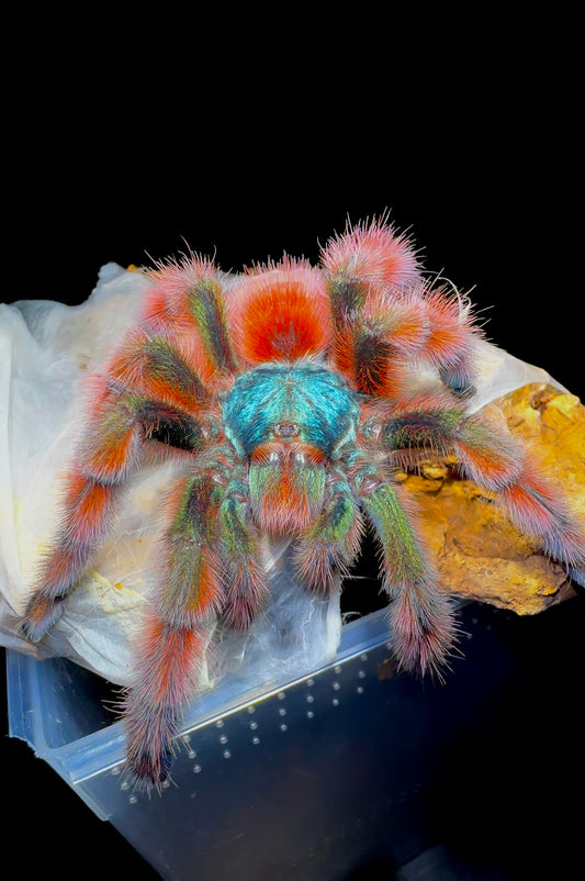 Caribena versicolor adult female tarantula for sale