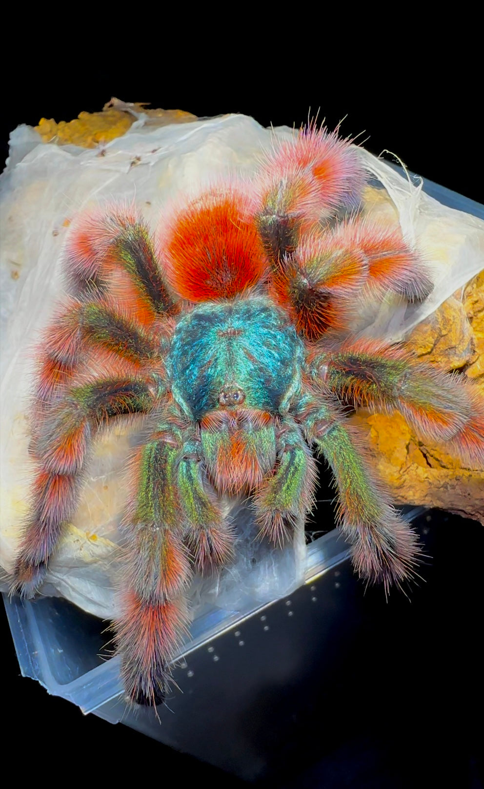 Caribena versicolor (Antilles pink toe) front side close up