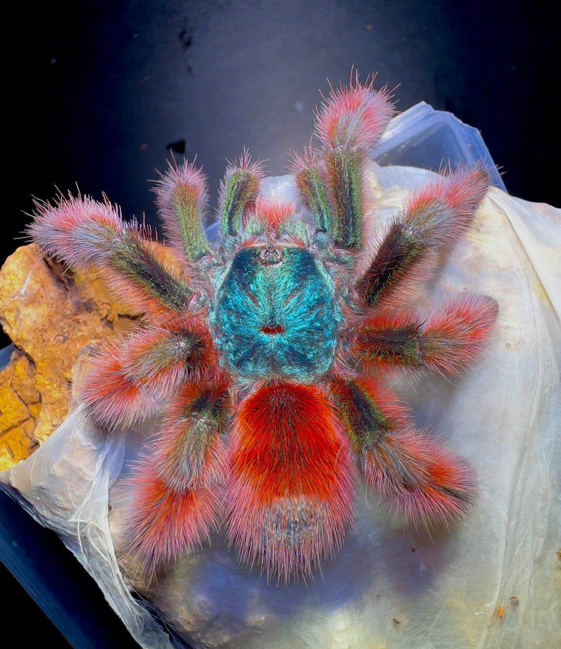 C. Versicolor adult female back side close up
