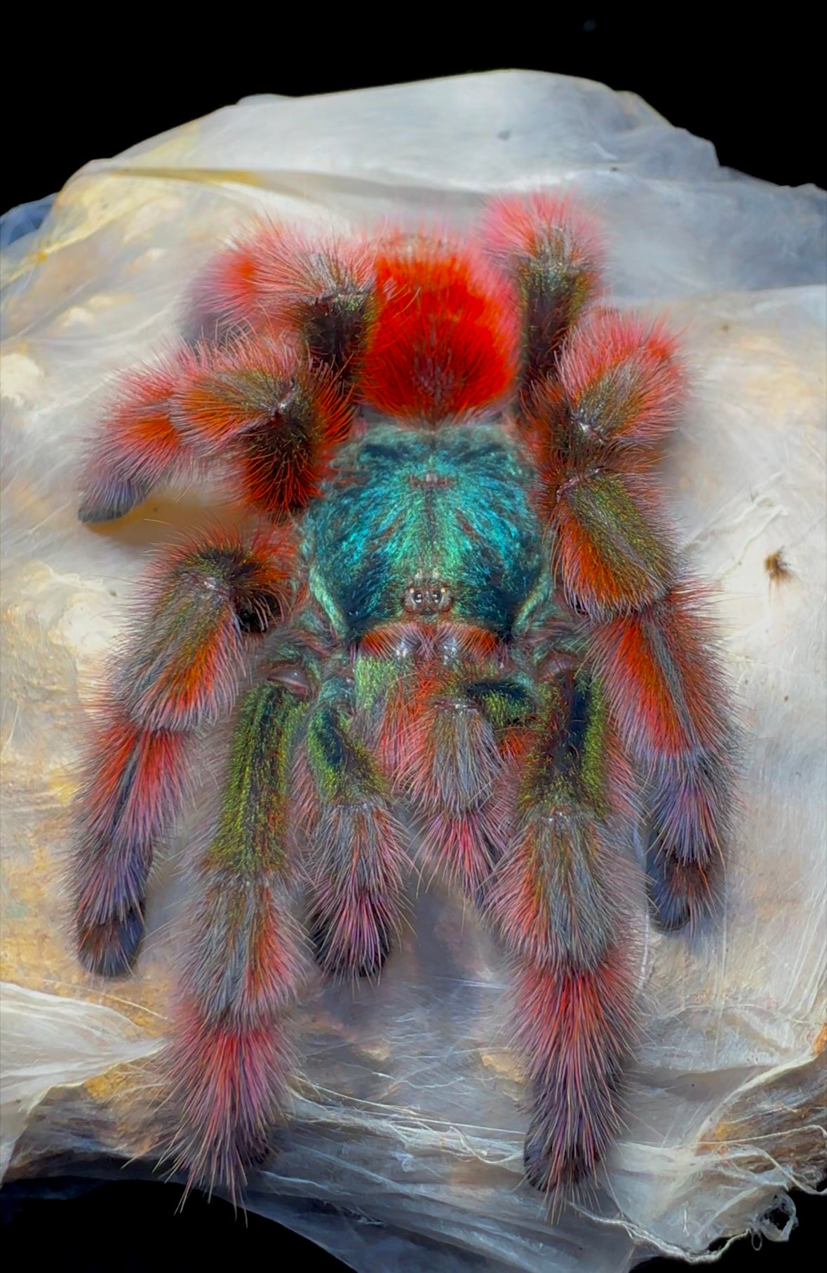Antilles pink toe tarantula on web
