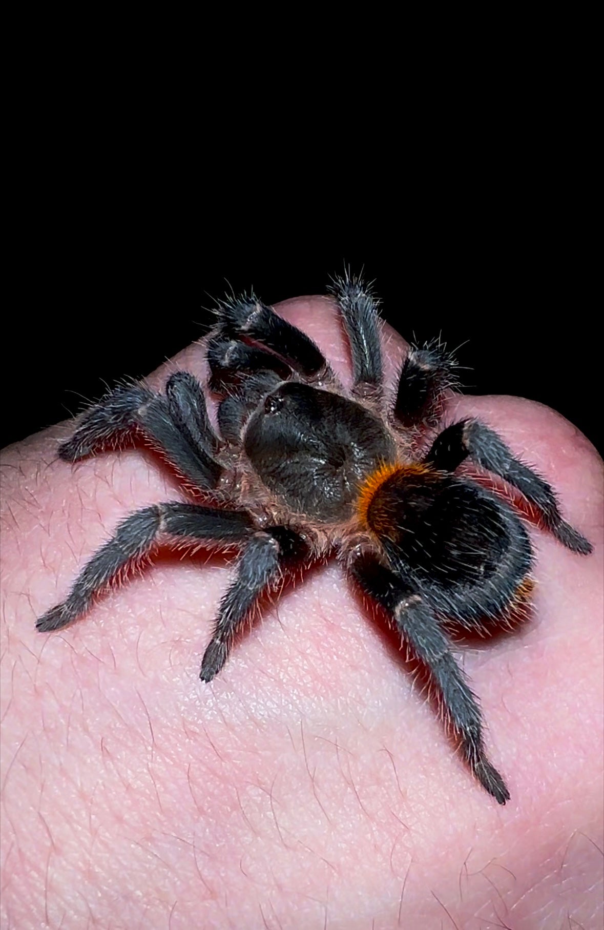 Chilean flame rump juvenile female tarantula on hand back side fresh molt