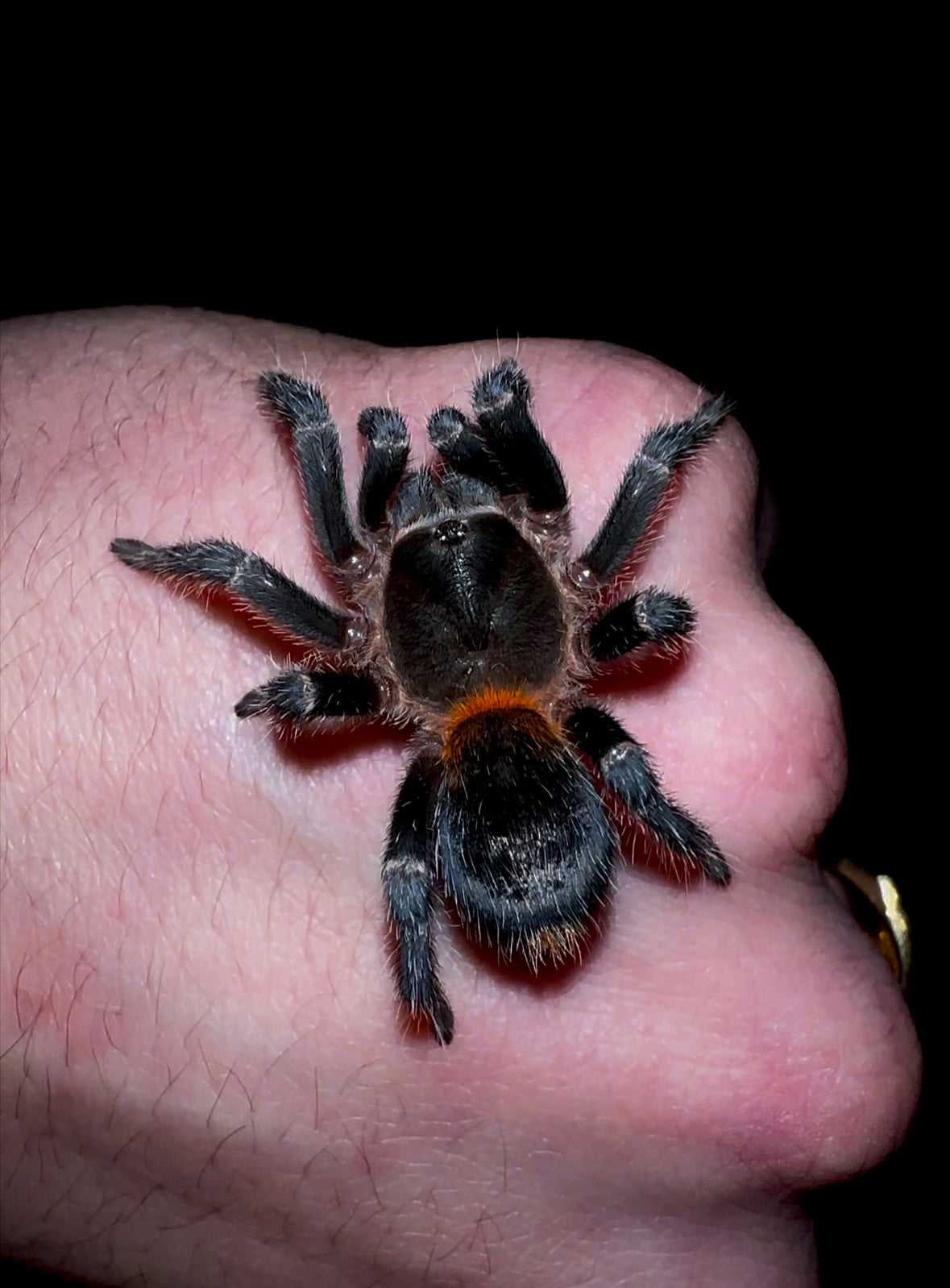 Chilean flame rump tarantula juvenile female on hand
