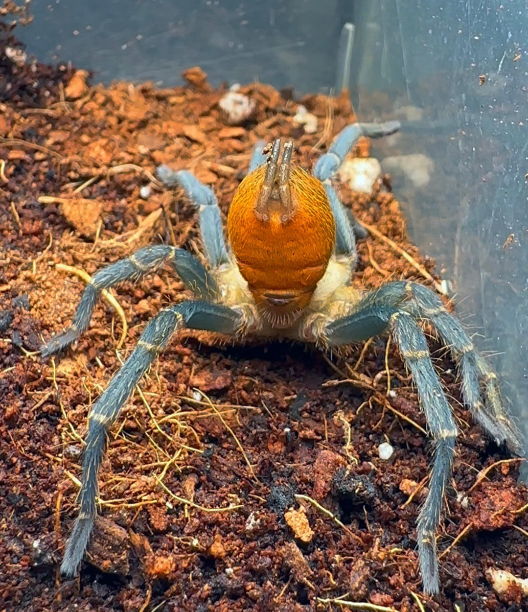 Theraphosidae sp, kingfisher female tarantula ventral close up