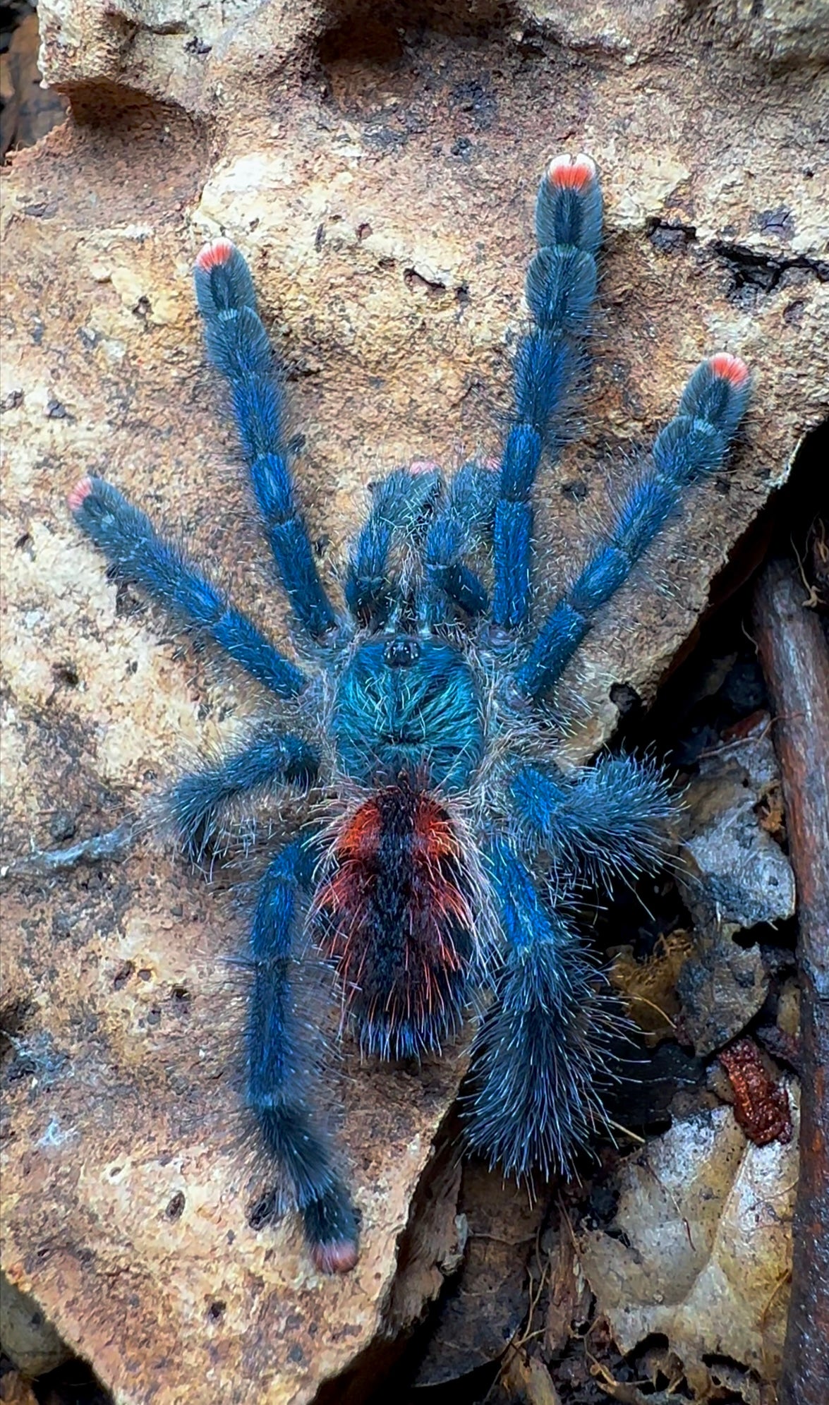 Royal blue gem pink toe close up
