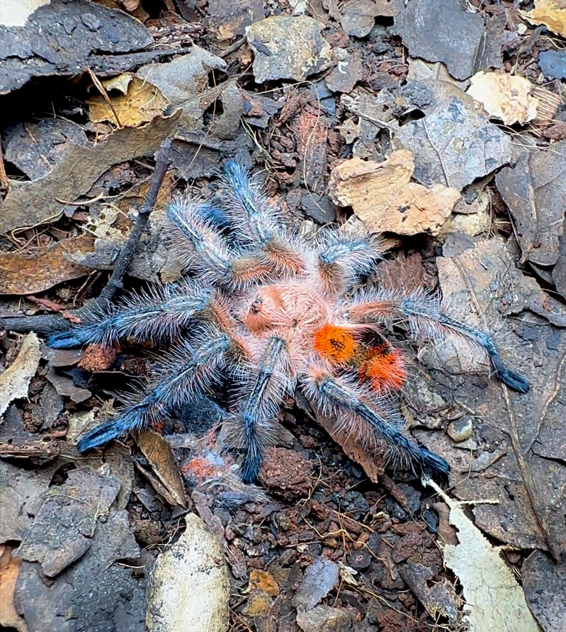 Phrixotrichus scrofa Chilean pink burst tarantula