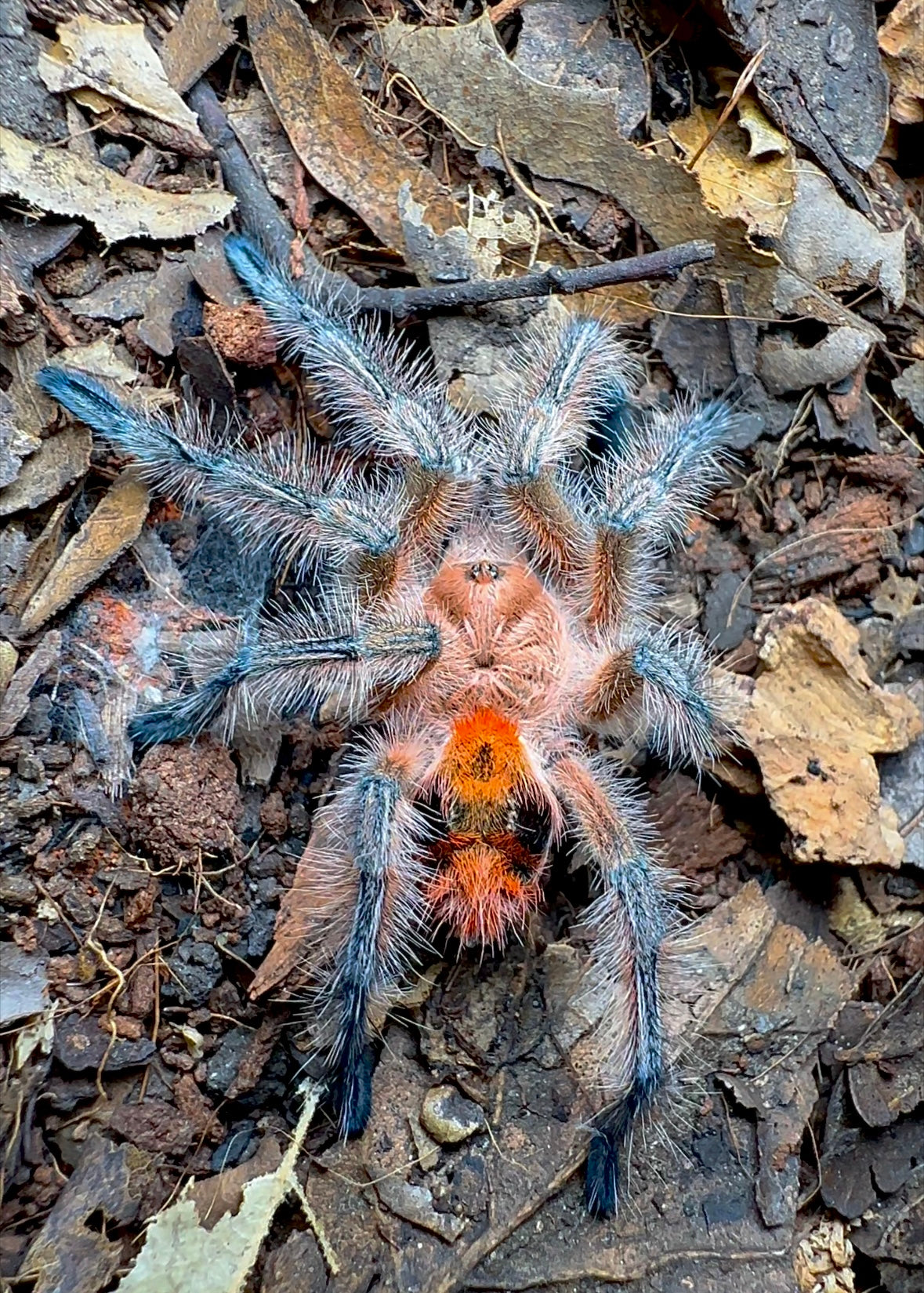 Phrixotrichus scrofa female tarantula back side