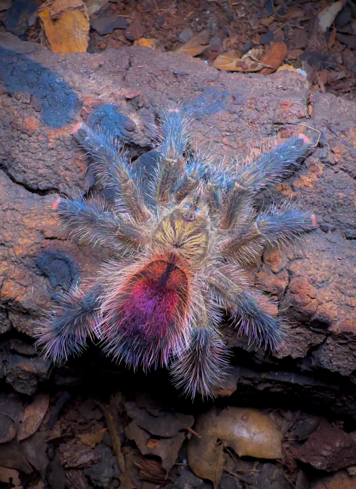 Avicularia sp. Madi Gras PinkToe - Well Started Sling - 1+ inch
