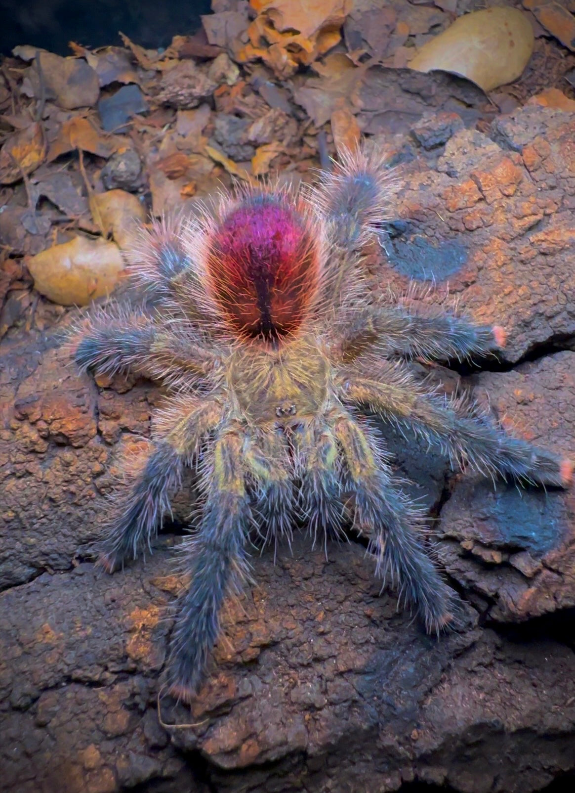 Avicularia sp. Madi Gras - Madi Gras PinkToe - Well Started - 1.5+ inch