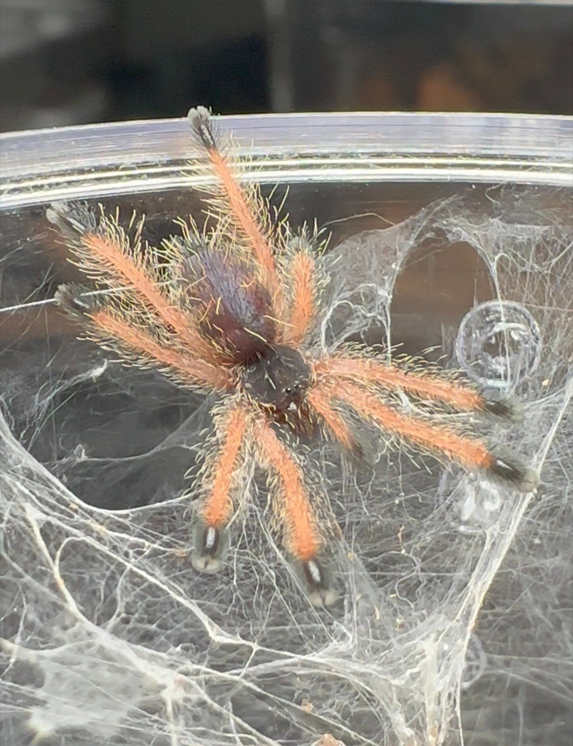 Avicularia sp. Madi Gras - Madi Gras PinkToe - Well Started - 1.5+ inch