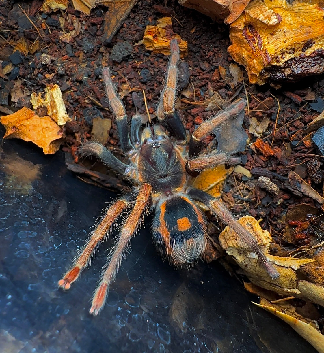 Hapalopus vangoghi Tarantula on hand